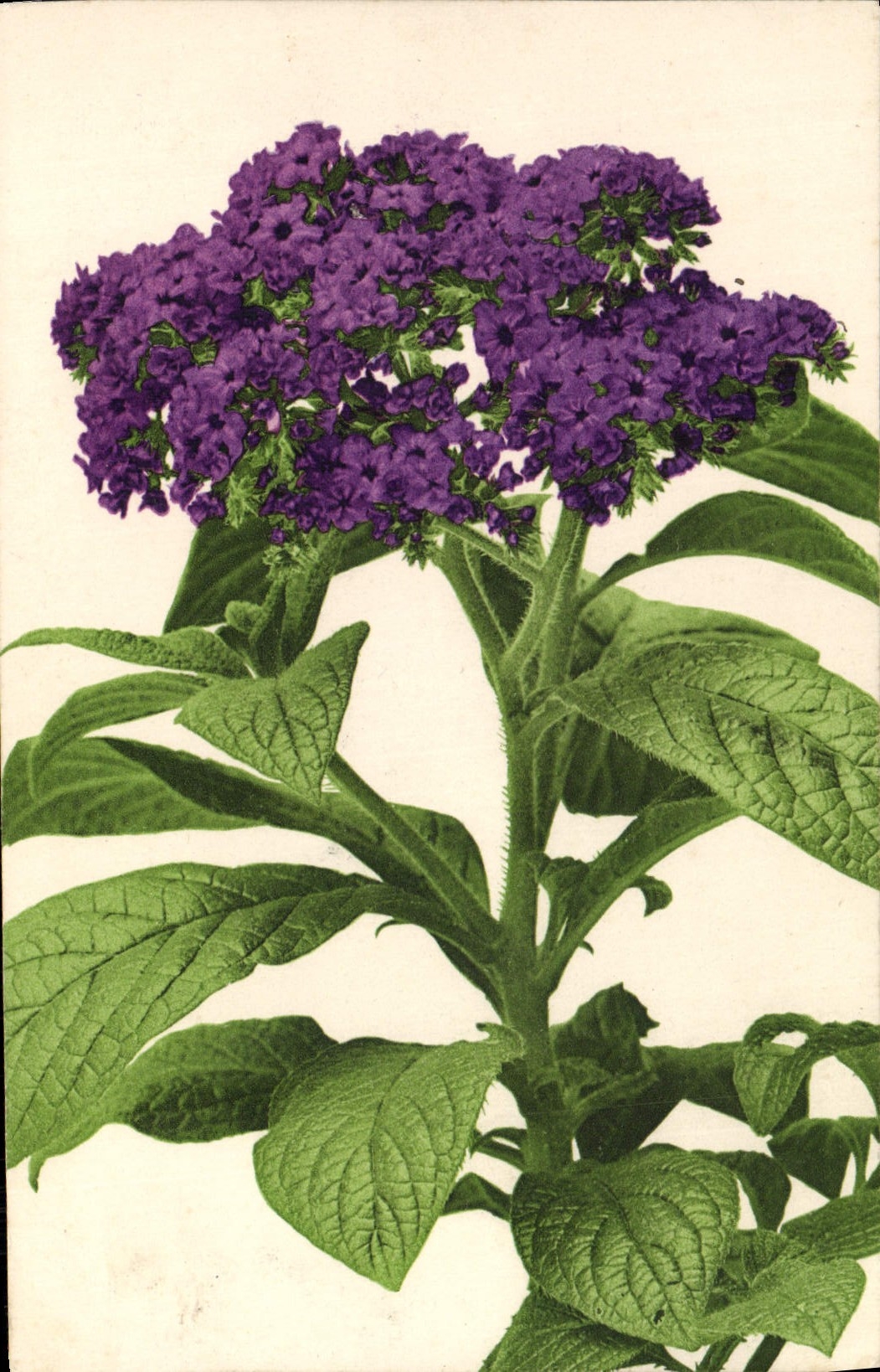 CPA Fantaisie Fleurs 