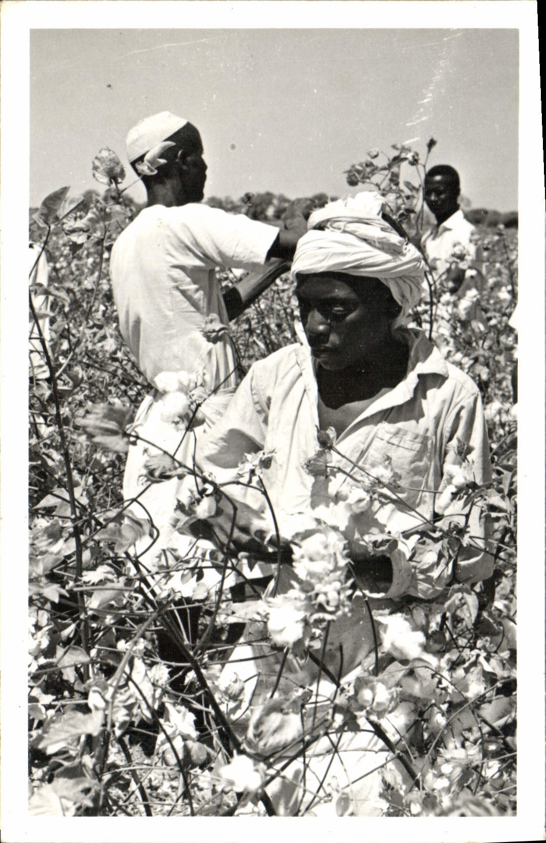 Photo Afrique dans les champs de cotton