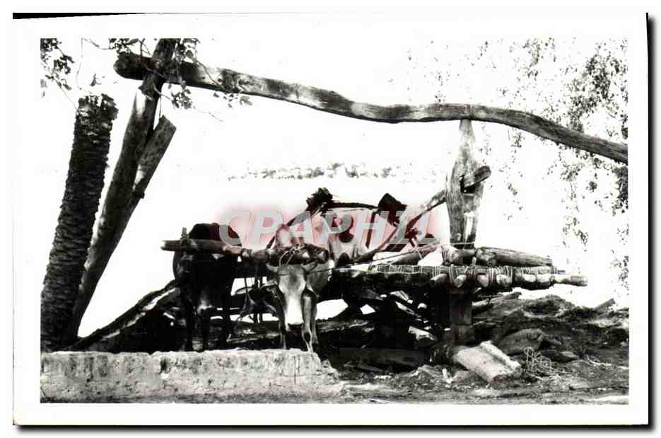 Photo Afrique Boeufs et charrue 