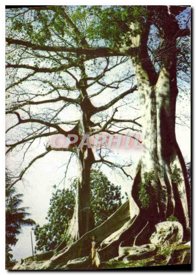 CPA Arbre Cotton Trees