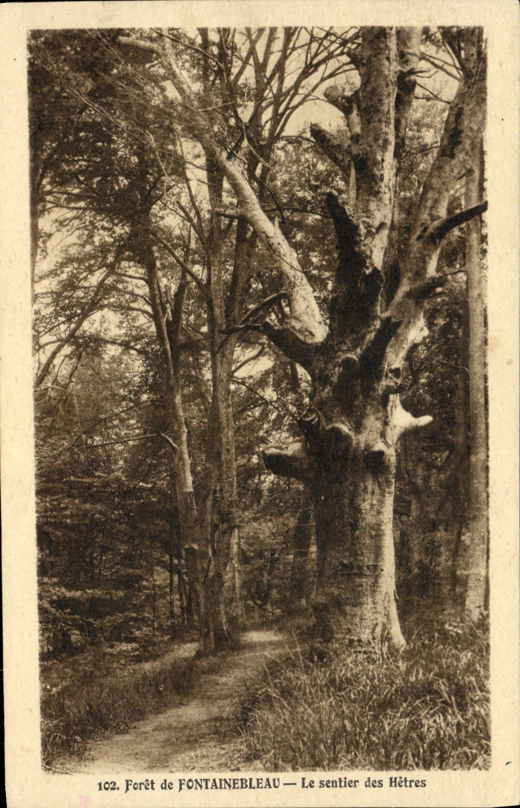 Bosque de FONTAINEBLEAU — El camino de los arces — n°102