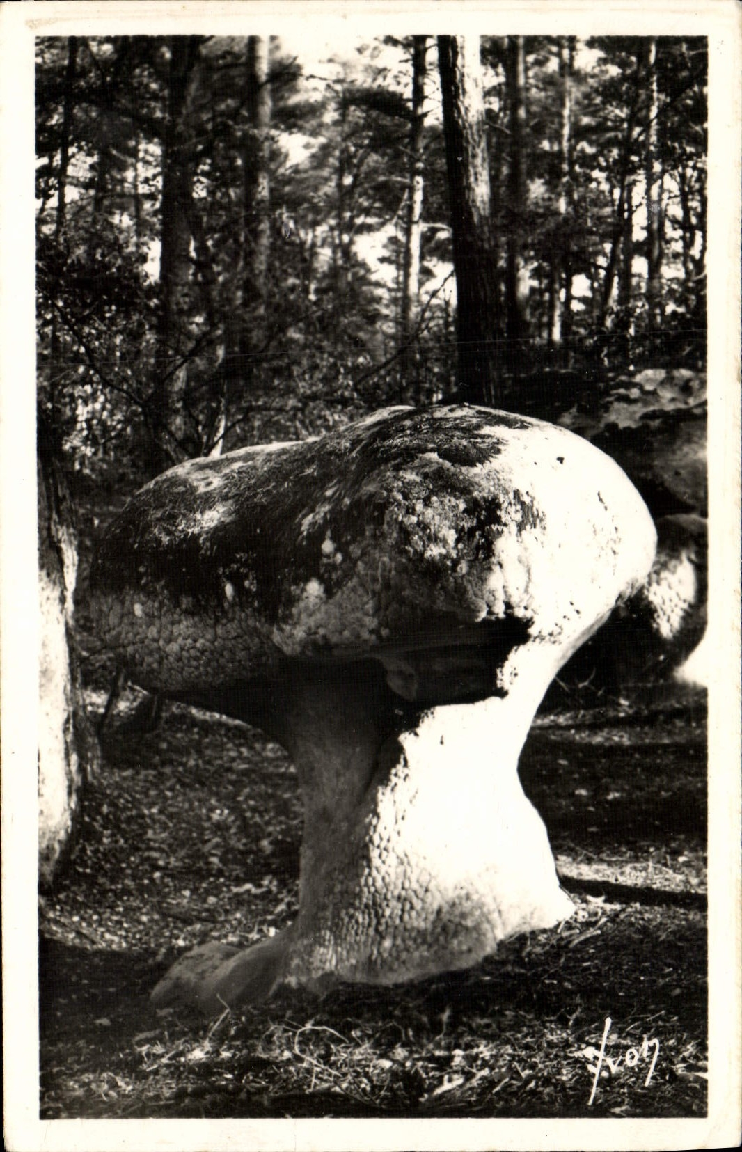 Der Pilz — Fontainebleau — Éditions d'Art