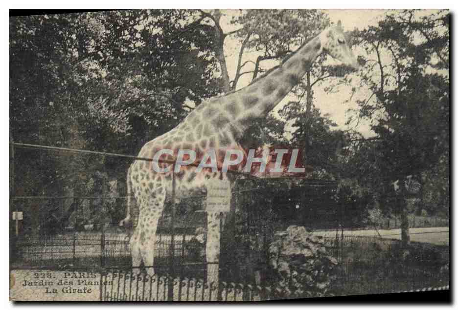 CPA Paris Jardin des Plantes La girafe Zoo