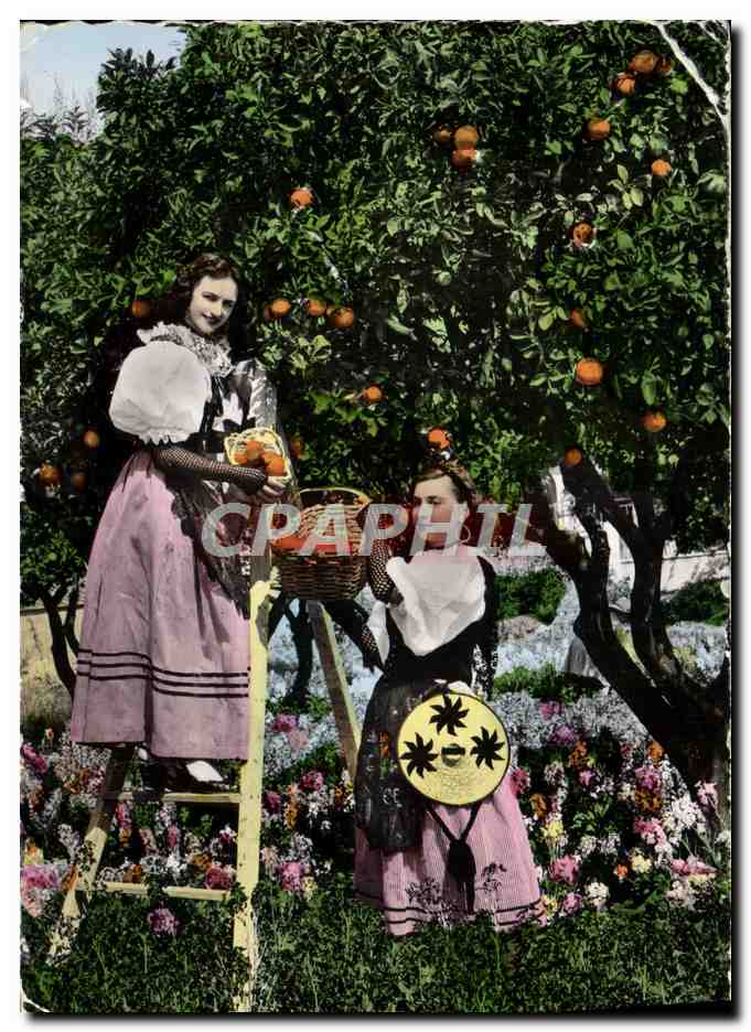 CPM Cote D'Azur La cueillette des oranges par des jeunes filles en costume folklorique Folklore