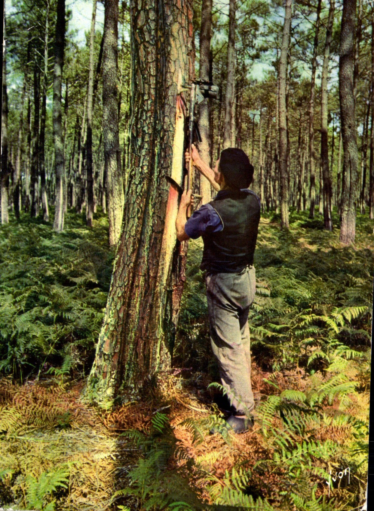 CPM Couleurs et lumiere de France Les Landes Resinier dans la foret de Pins Folklore 