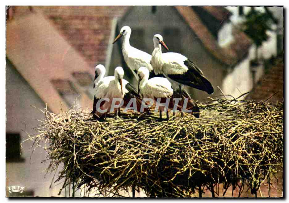 CPM L'Alsace Pittoresque Nid de Cigognes oiseaux