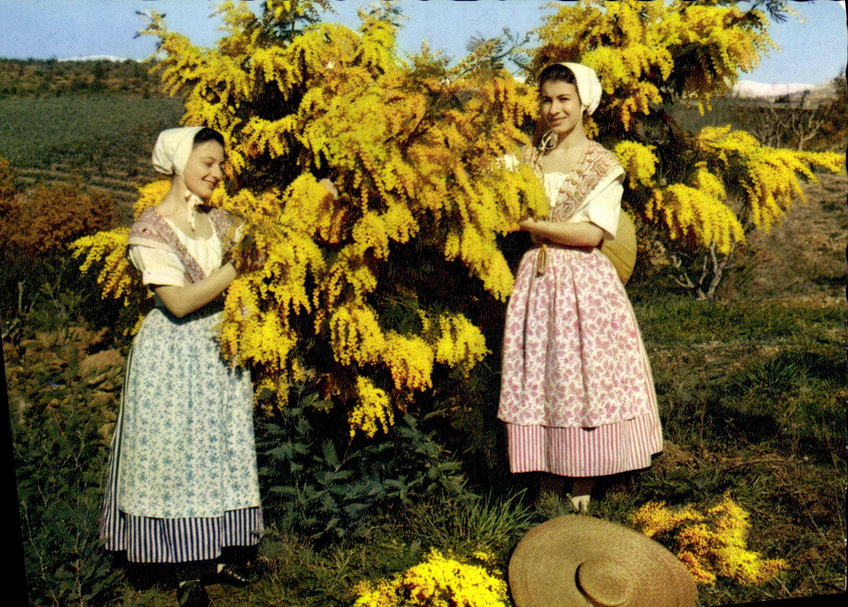 CPM Reflets De La Cote d'Azur Academie Provencale De Cannes Cueillette de mimosas Folklore 