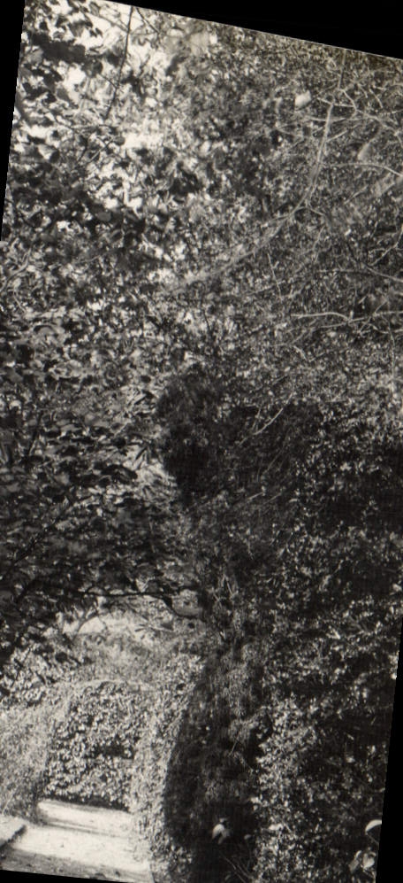 Photo Wraylands