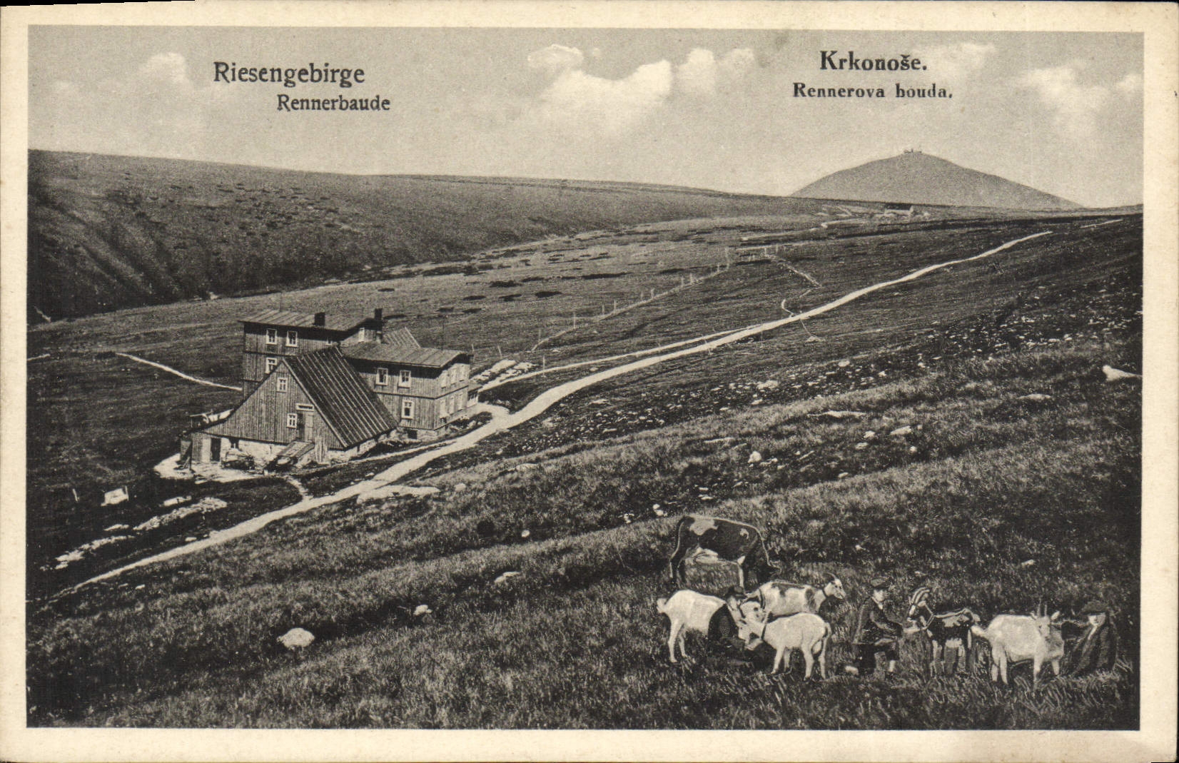 CPA Riesengebirge Krkonose Rennerbaude Chevres Chevre