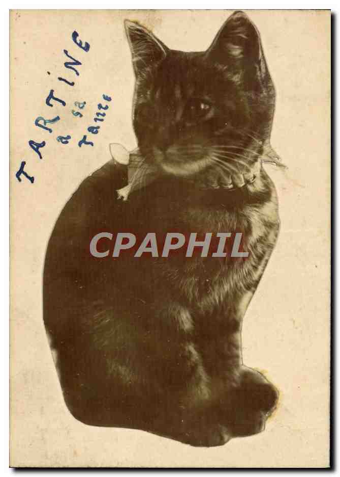 Photo decoupee sur carton Tartine Chat Chaton