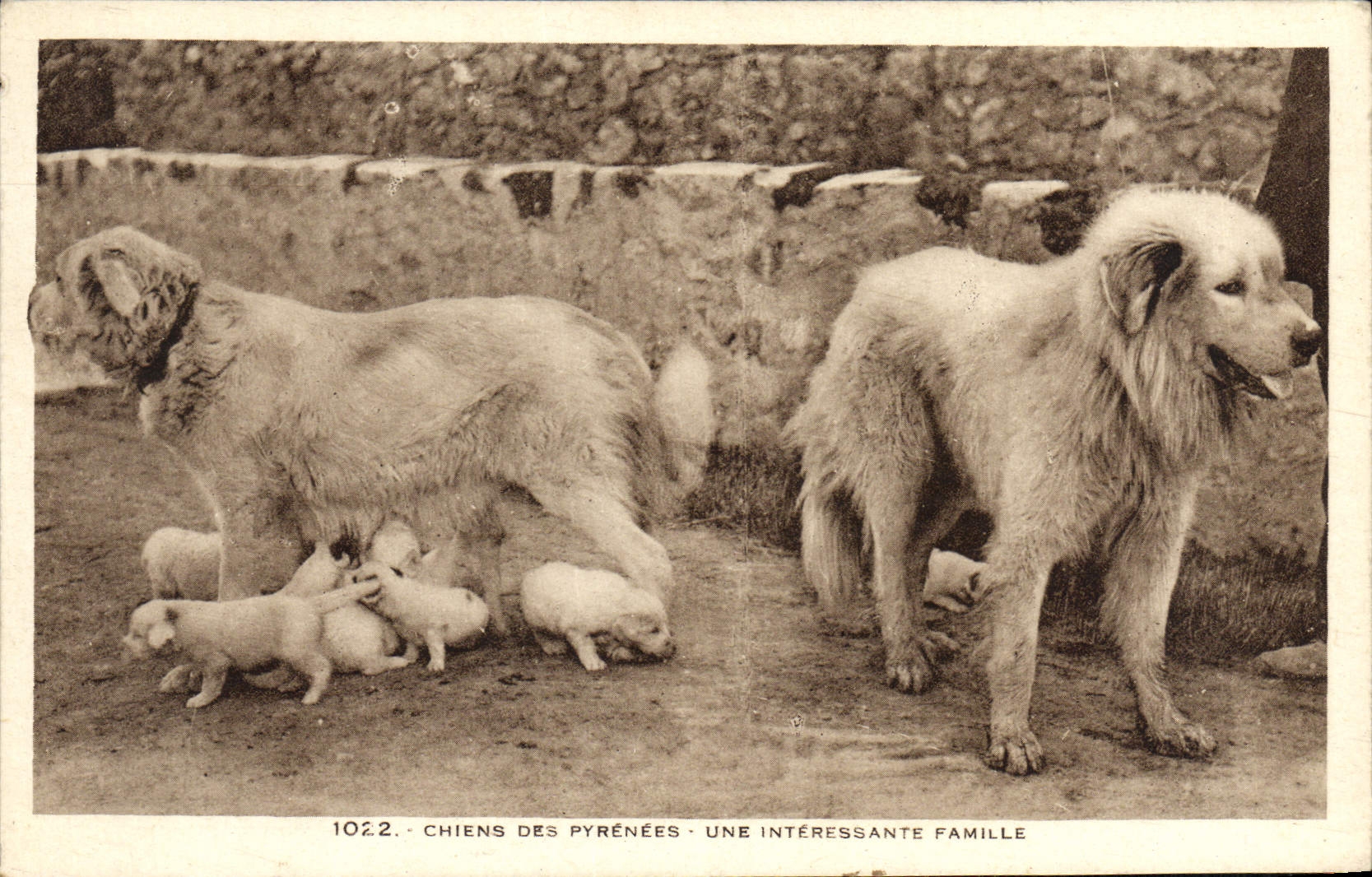 Chiens des Pyrénées — Une intéressante famille — Laboratoire Taphil