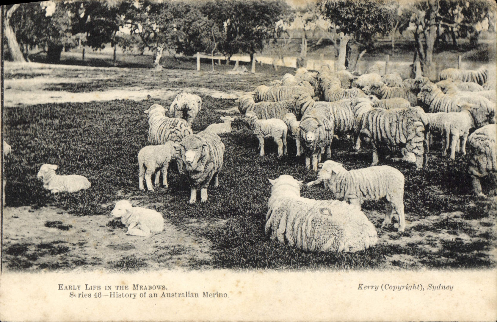 CPA Eably Life in the Mranows Series History of an Australian Merino Moutons 