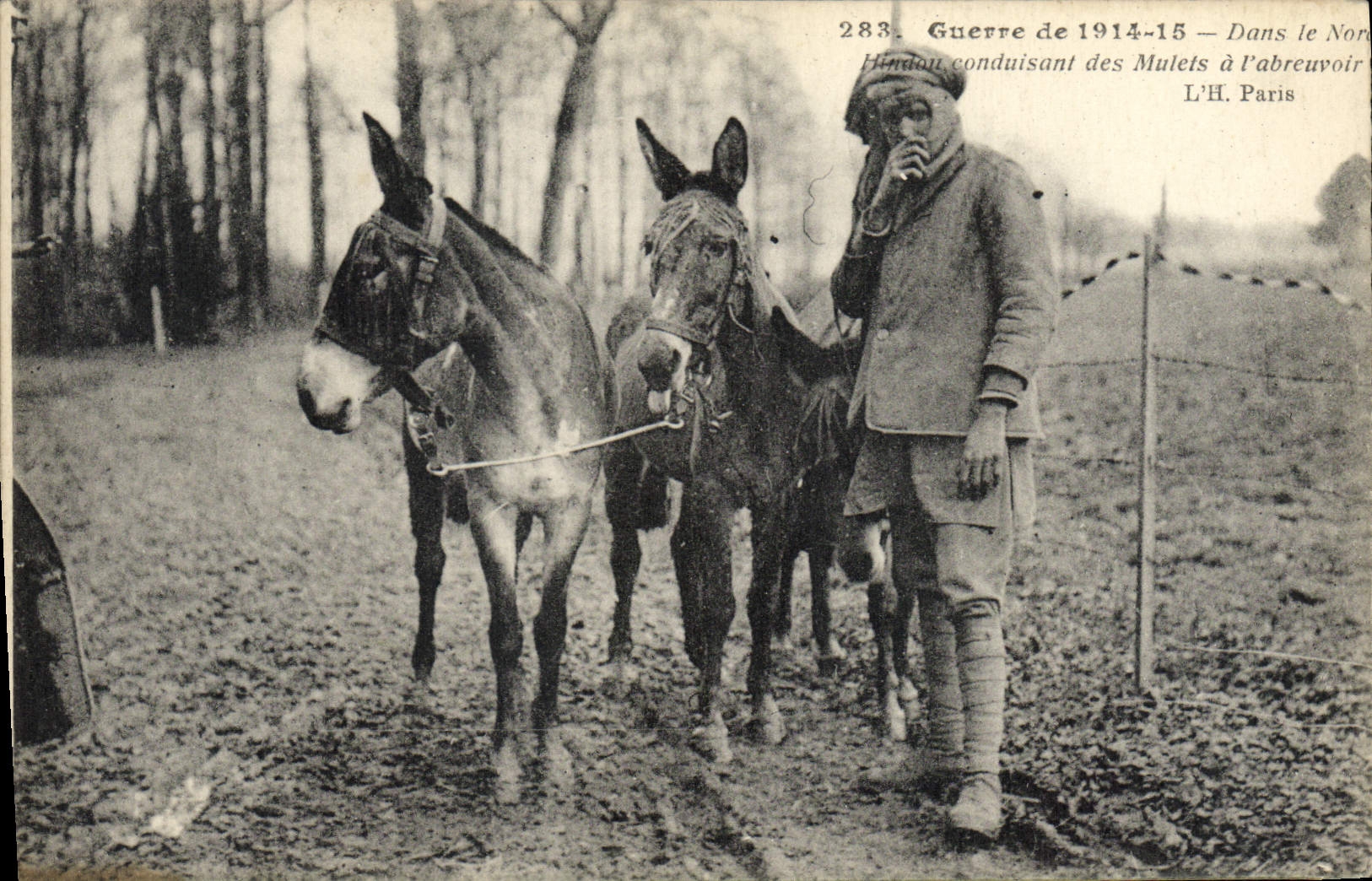 CPA Guerre de 1914 1915 Dans le Nord Hindou conduisant des Mulets Militaria 