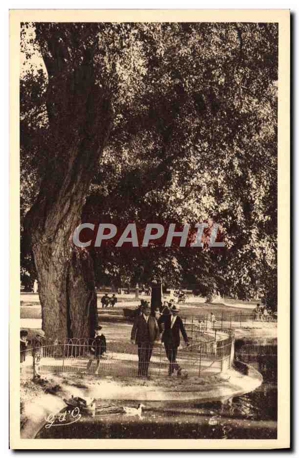 CPA Vichy Dans Les Grands Parcs Bassin des Cygnes