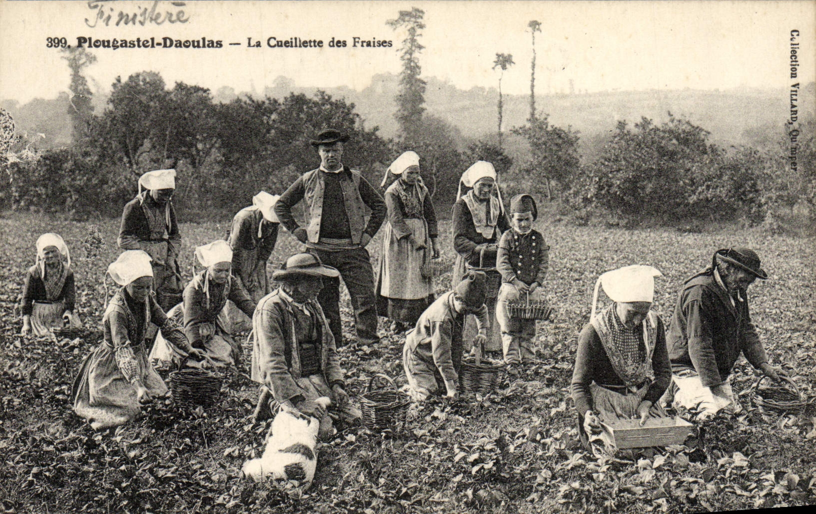 Plouëgastel-Daoulas — La Cosecha de Fresas — C. Lisection Villard, n°399