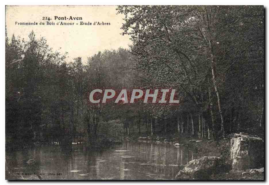 CPA Pont Aven Promenade du Bois d'Amour Erude d'Arbres