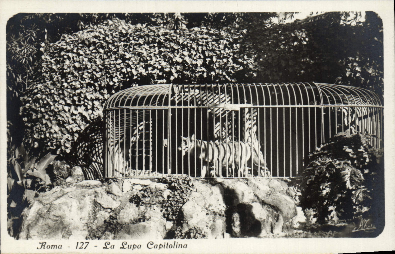CPA Roma La Lupa Capitolina Loup