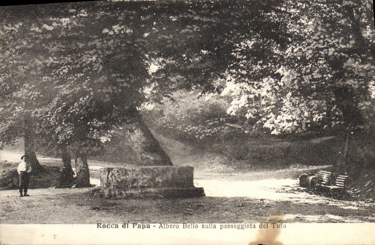 CPA Rocca Di Papa Albero Bello Sulla Passeggiata Del Tufo