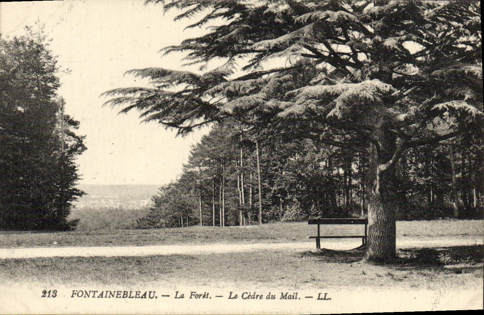 Fontainebleau — La Forêt — Il Cedro del Mail — LL. — n° 213