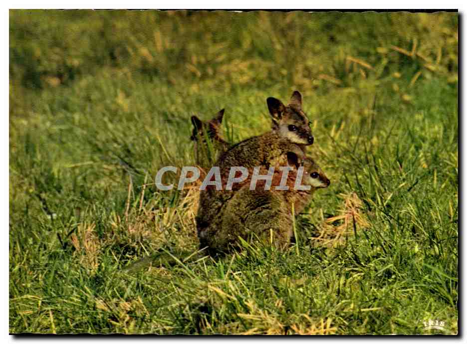 Kangourous de Bennet — Parc Zoologique de Clères (Seine-Maritime) — Éditions La Crègne