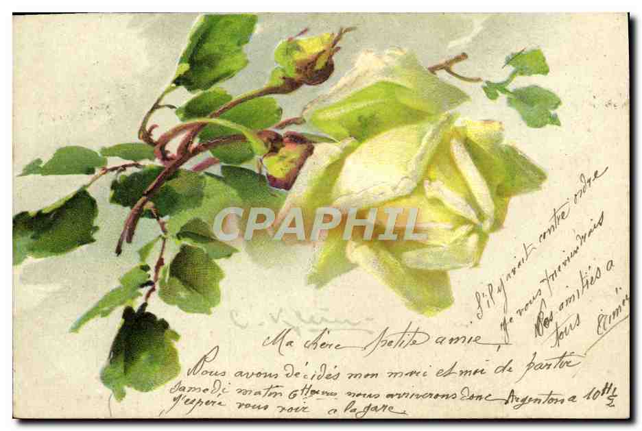 Roses blanches — illustration à l'aquarelle — éditeur SINE 1882, Gruppe 9