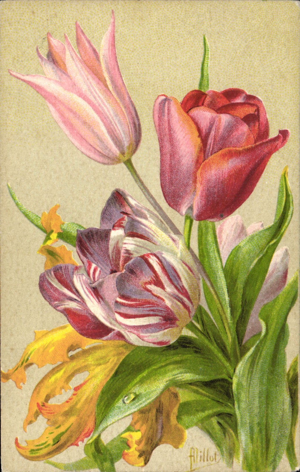 Tulipes — bouquet coloré — édition F. Châtain-Nois, Paris, n° 309