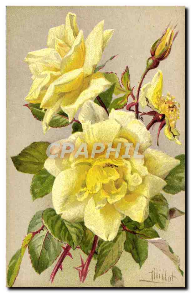 Rosier jaune — illustration botanique — Flillhot