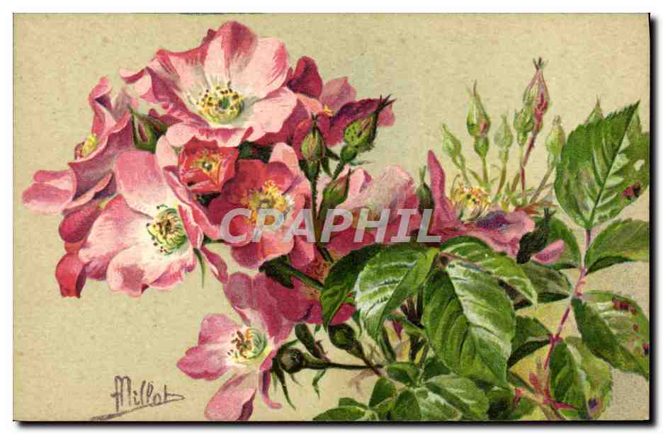 CPA Fantaisie Fleurs Rose American Pilar