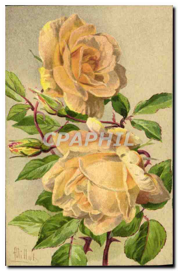 CPA Fantaisie Fleurs Rose Lady Hillingdon