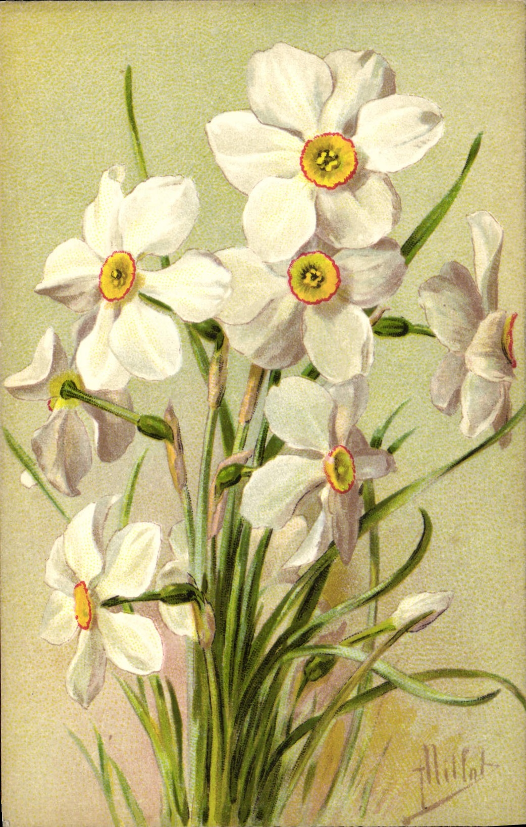 CPA Fantaisie Fleurs Narcisses