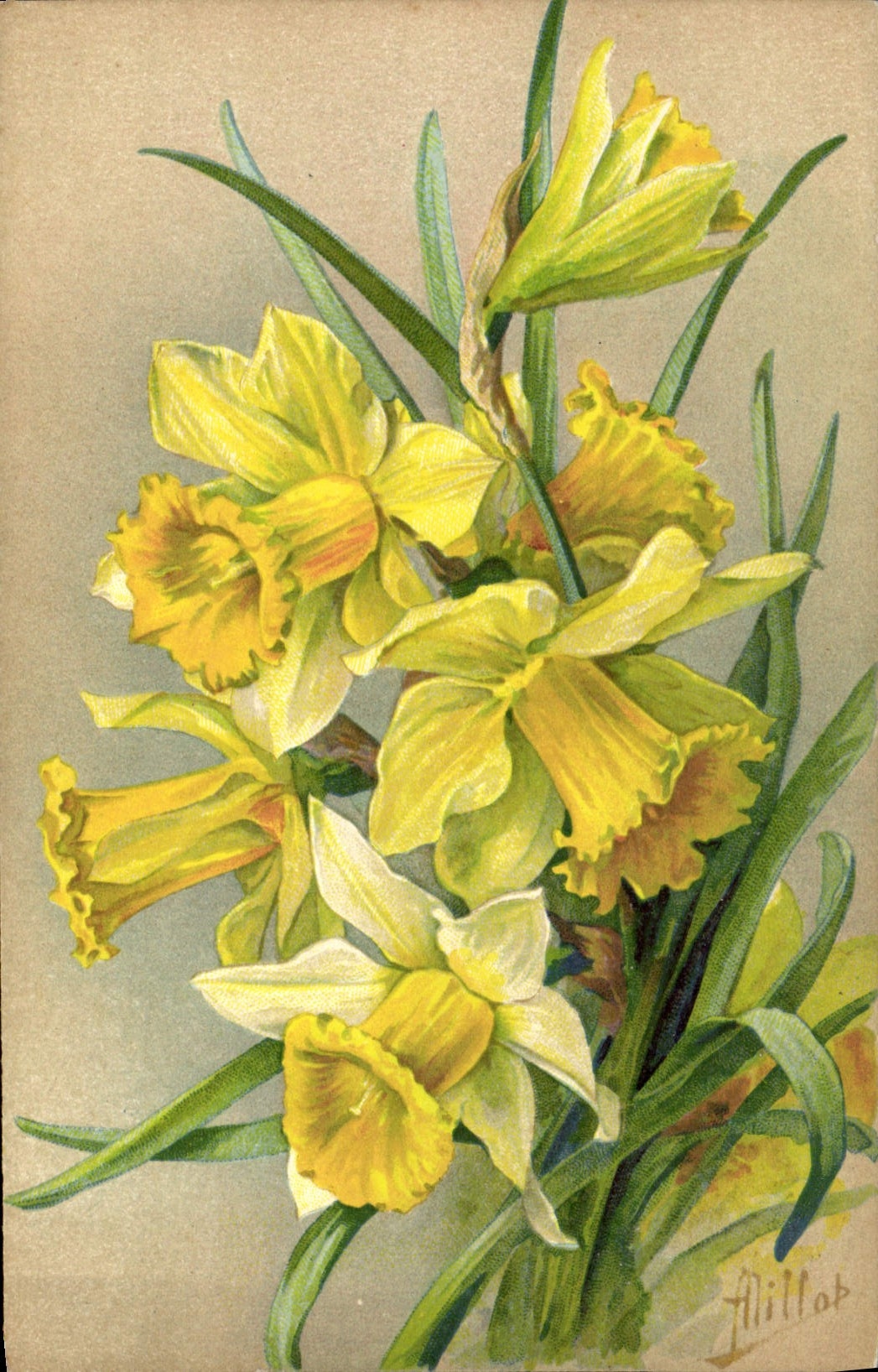 CPA Fantaisie Fleurs Jonquilles