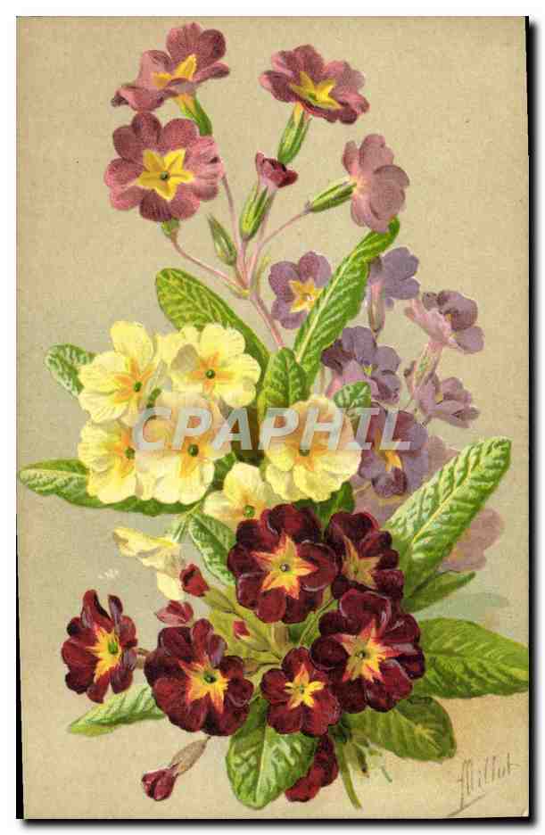 CPA Fantaisie Fleurs Primeveres