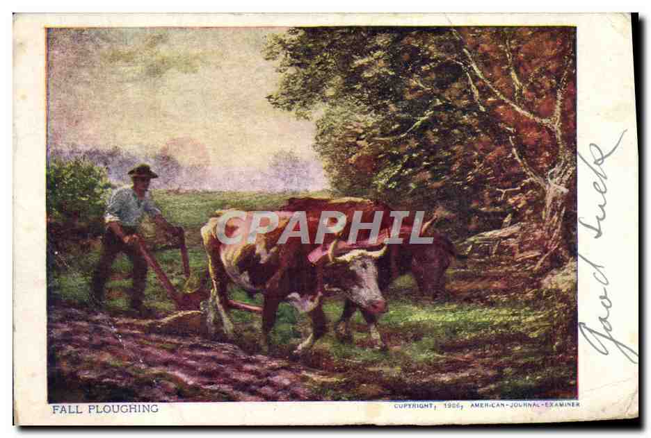 CPA Attelage Vache Boeufs
