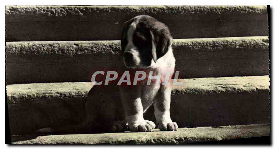 CPM Jeune Chien du Grand St Bernard
