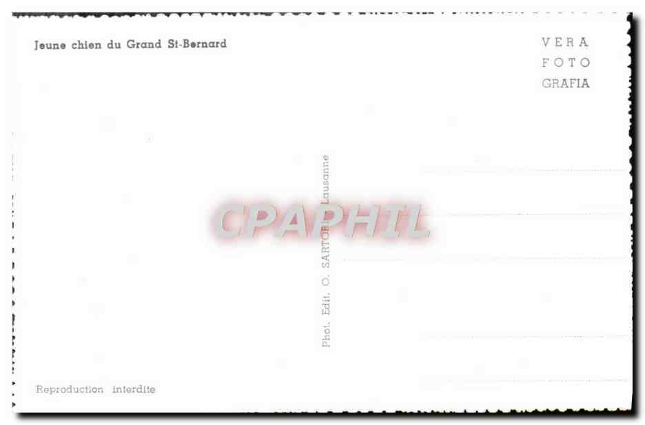 CPM Jeune Chien du Grand St Bernard — Rückseite