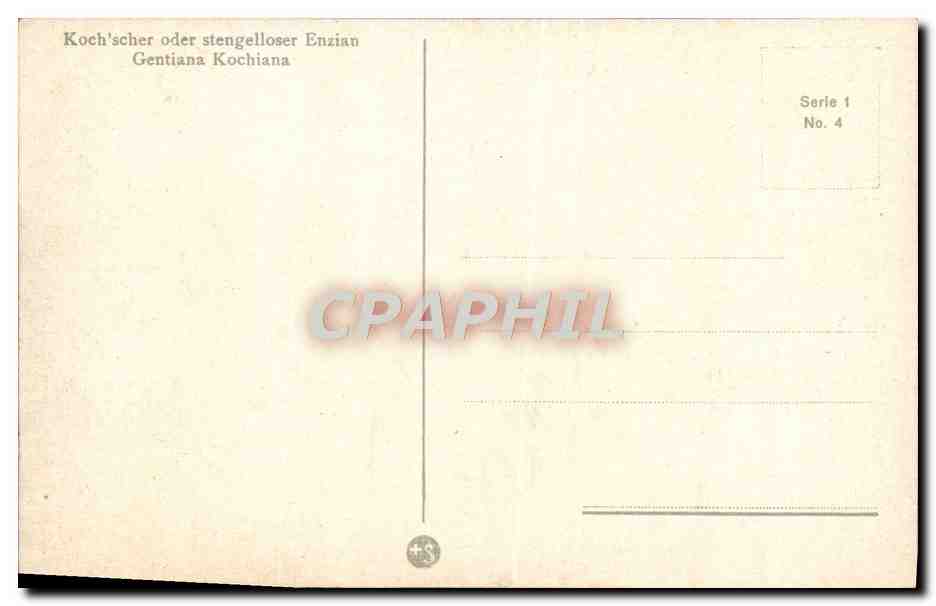 CPA Koch scher oder stengelloser Enzian Gentiana Kochiana Fleurs  — Verso
