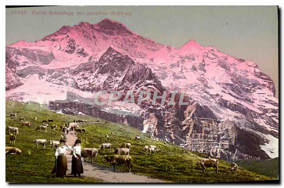 CPA Kleine Scheidegg mit Jungfrau Vaches