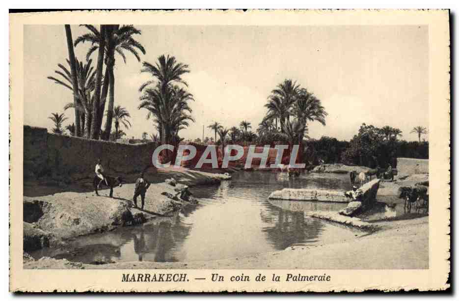 CPA Marrakech Un Coin de la Palmeraie