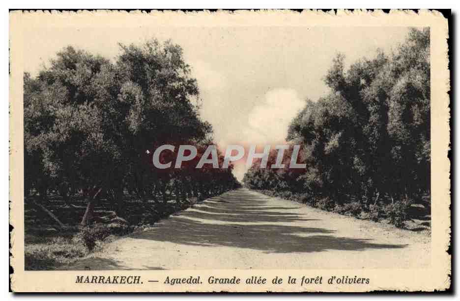 Marrakech — Aguedal. Grande allée de la forêt d'oliviers — Édition des Auto-Circuits Nord-Africains