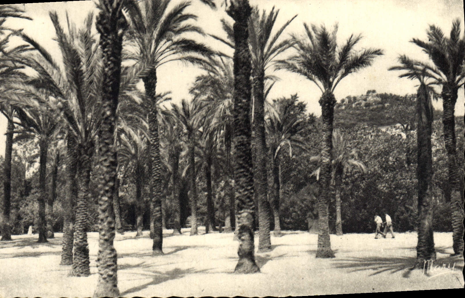 CPA Hyeres Le Jardin A Denis Palmiers 