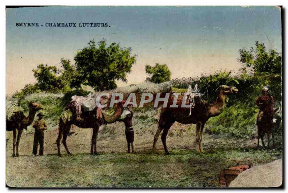CPA Smyrne Chameaux Lutteurs Turquie