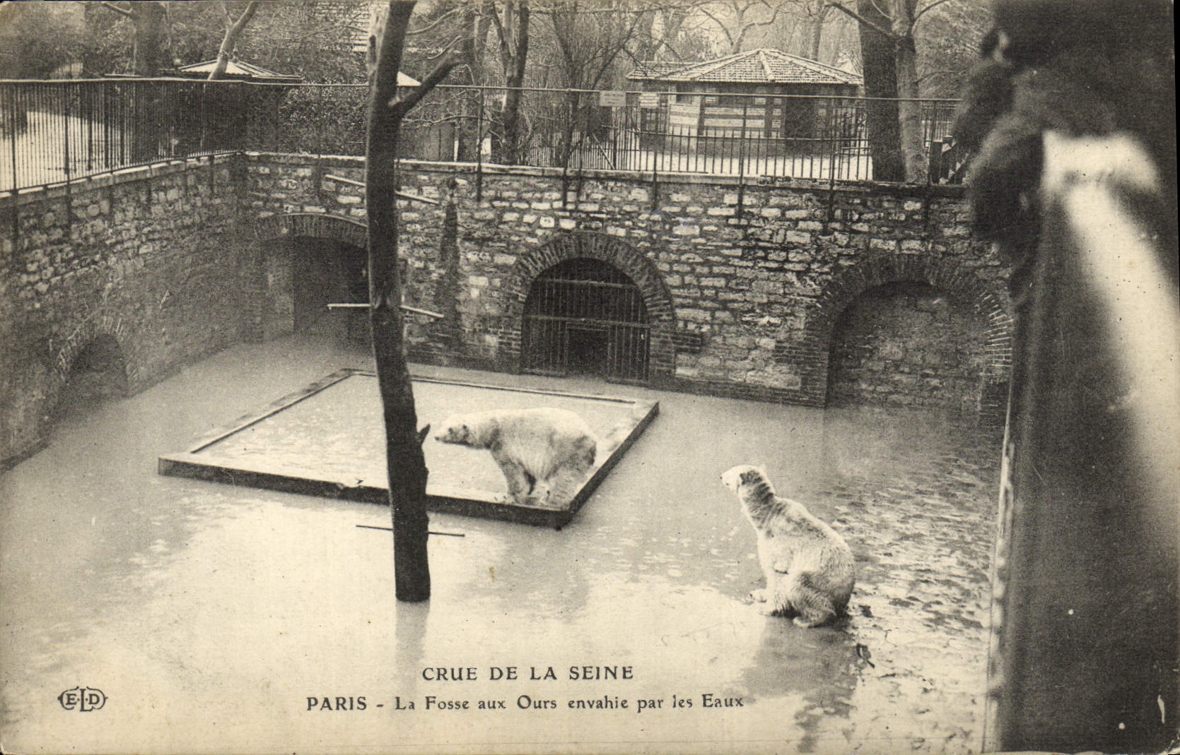 CPA Paris La Fosse Aux Ours Envahie Par les Eaux Crue de la Seine 