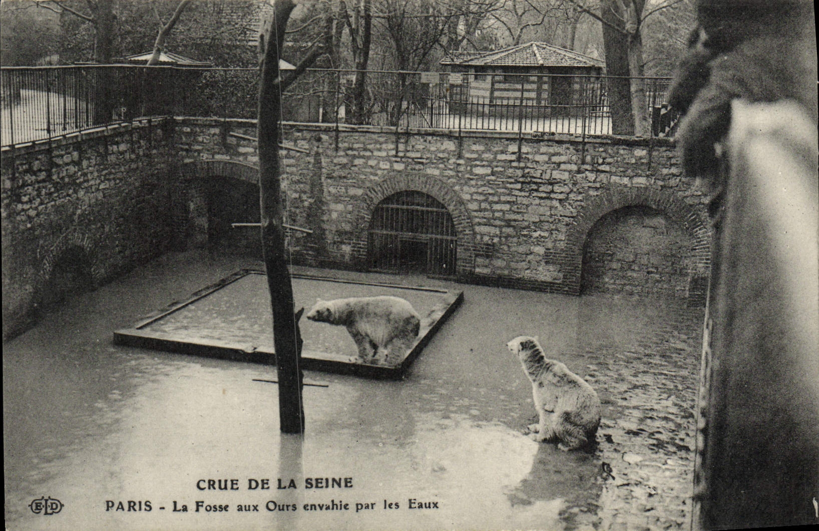 CPA Paris Jardin des Plantes La fosses aux ours envahie par les eaux