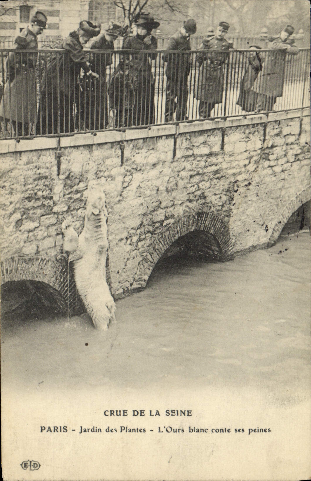 Paris - Jardin des Plantes - Crue de la Seine - L'Ours blanc conte ses peines