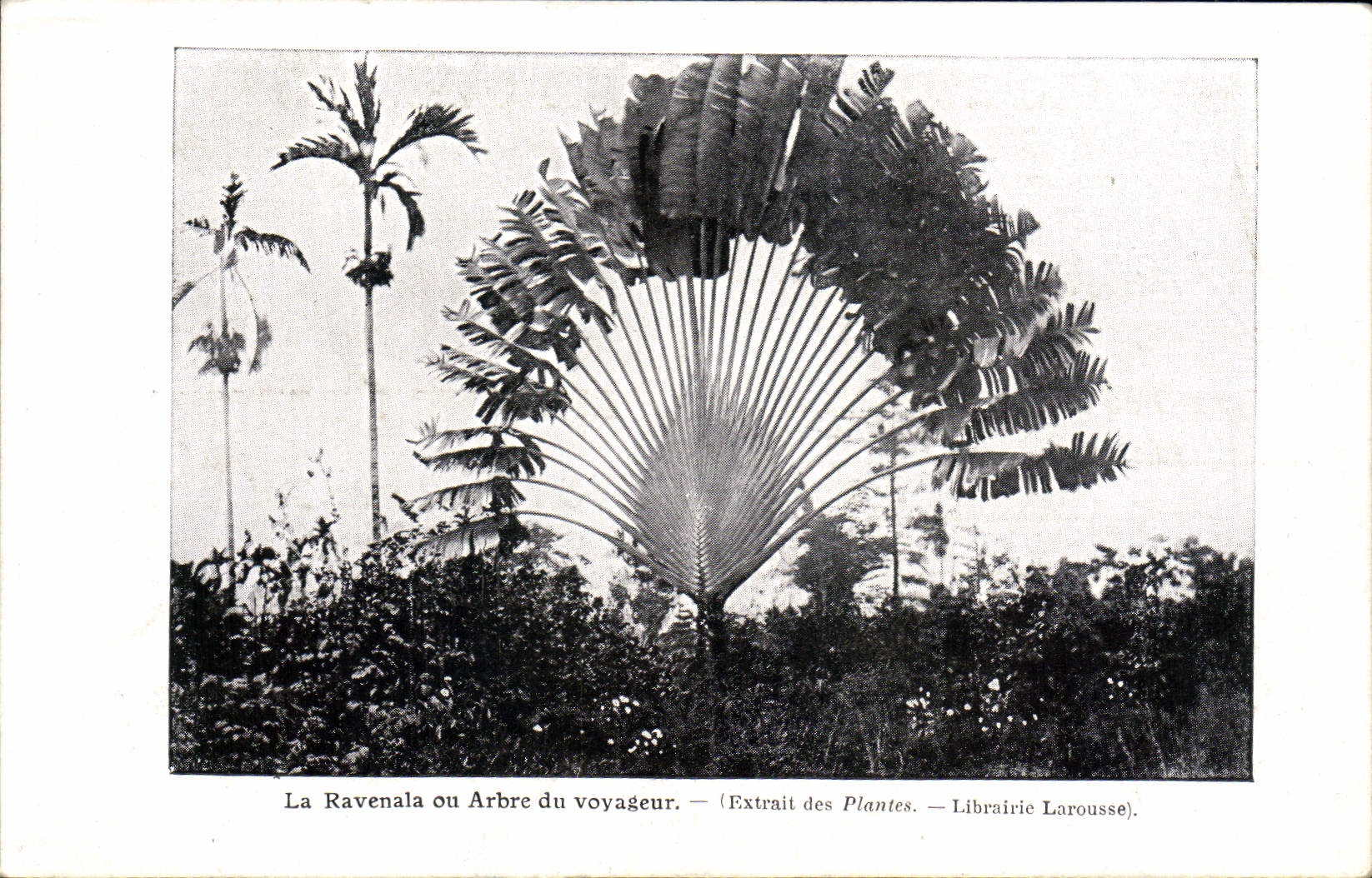 La Ravenala ou Arbre du voyageur — Extrait des Plantes — Librairie Larousse