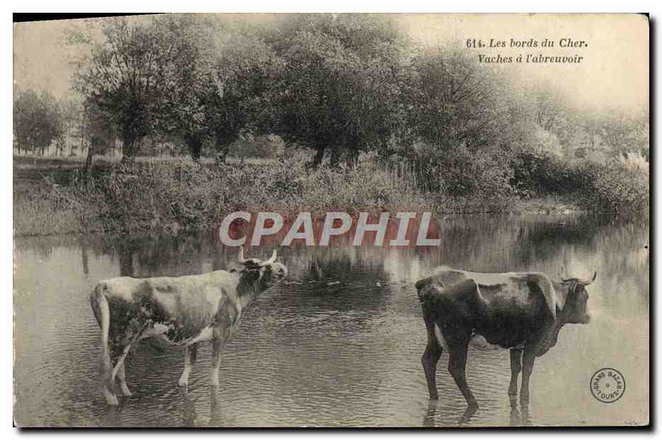 CPA Les bords du Cher Vaches a l'abreuvoir 