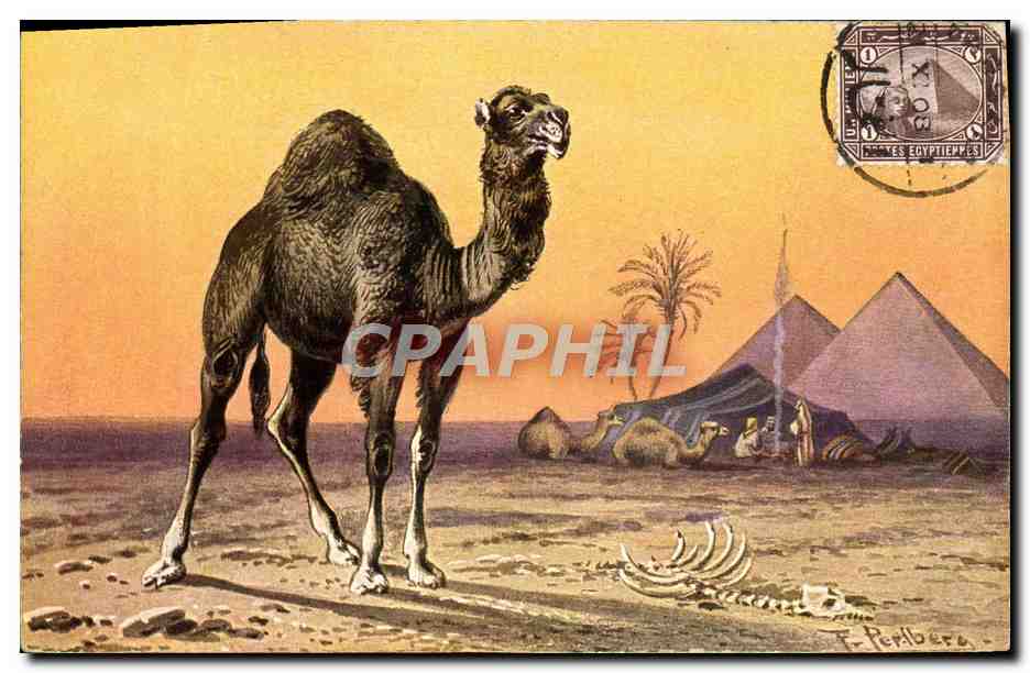 CPA Egypte Chameau 