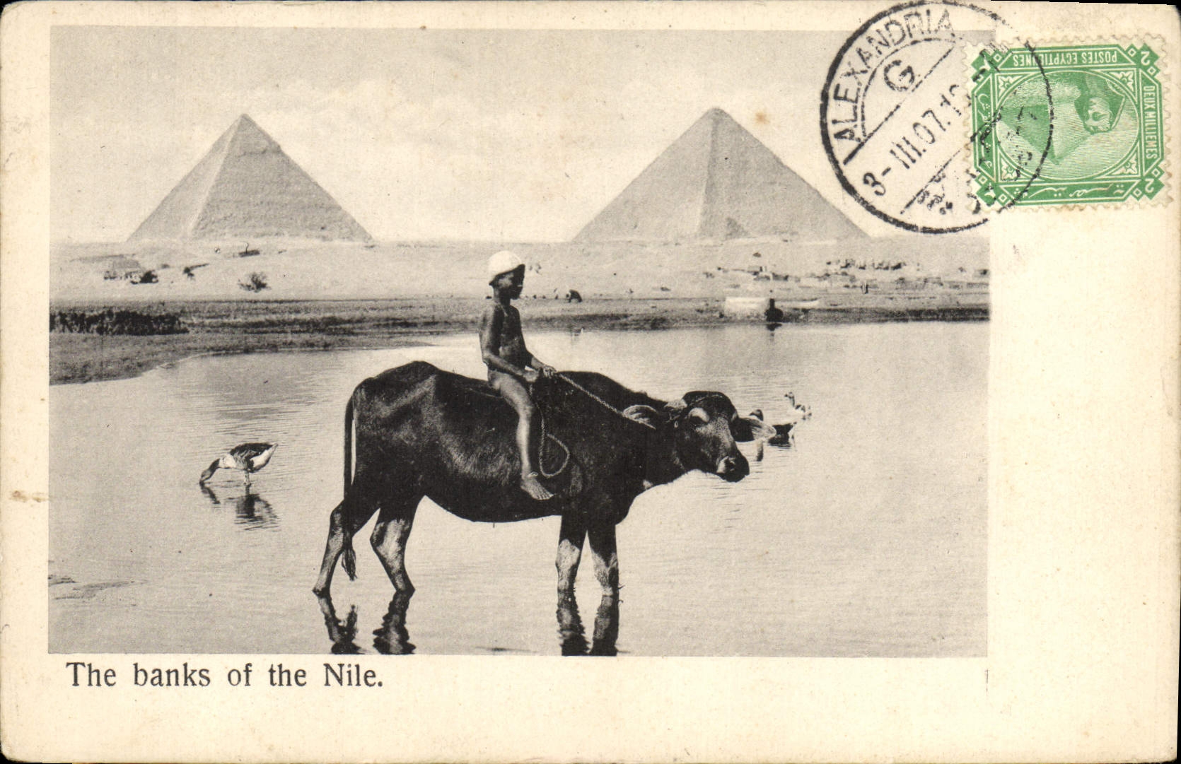 CPA Egypte The Banks of the Nile Enfant Boeuf