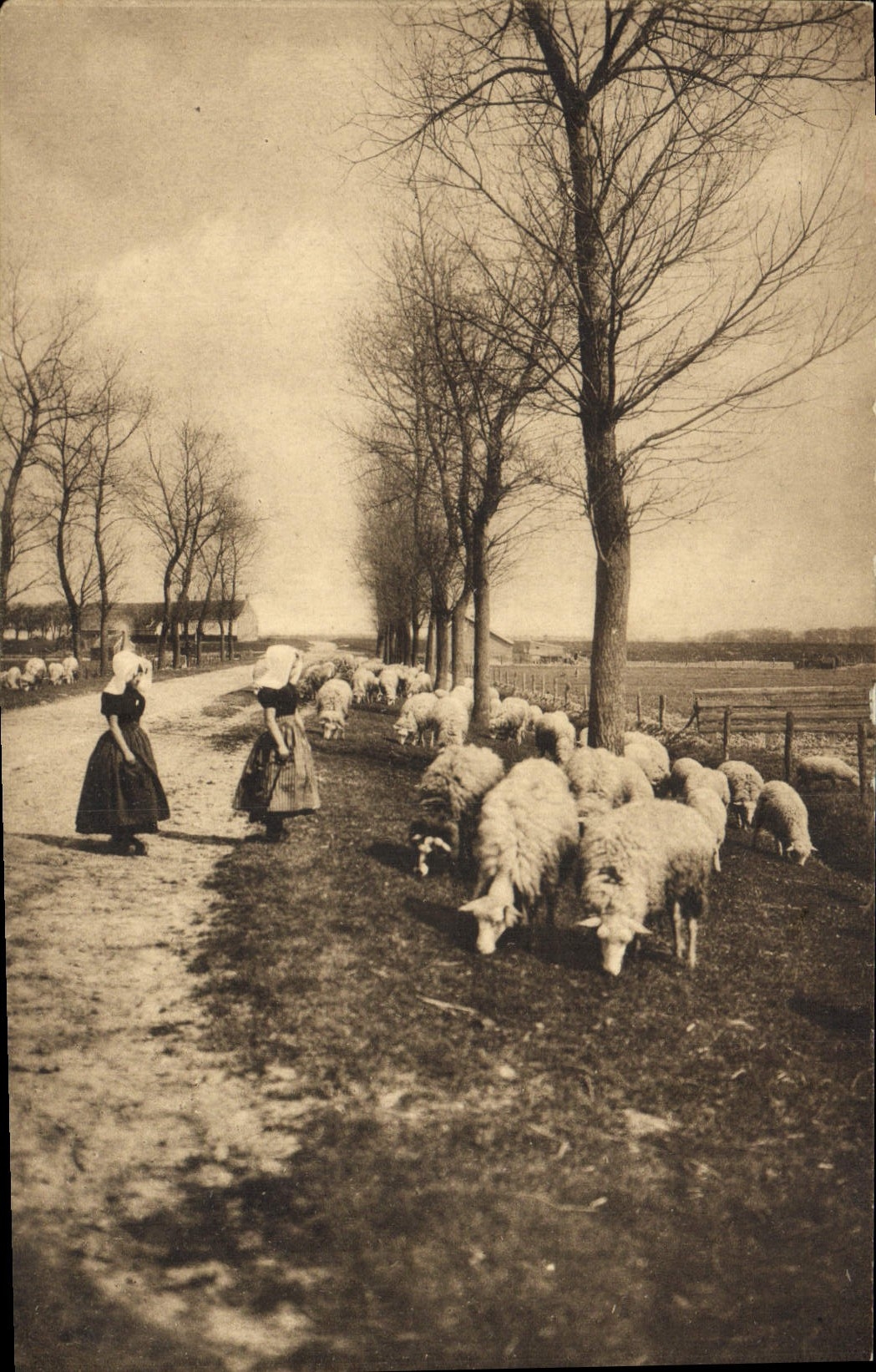 CPA Terugkeer naar huis Zeeland Moutons Folklore