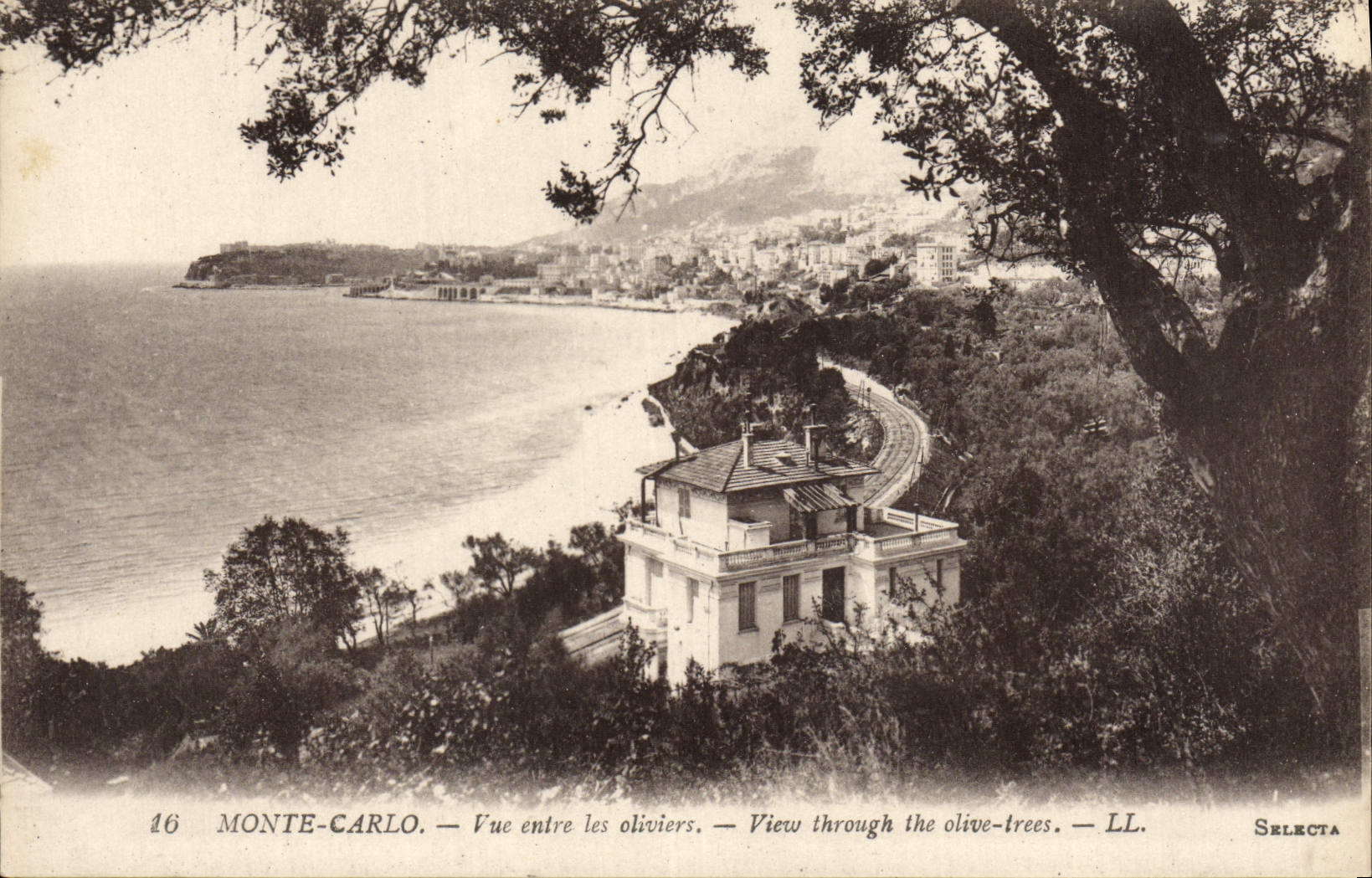 CPA Monte Carlo Vue entre les Oliviers 
